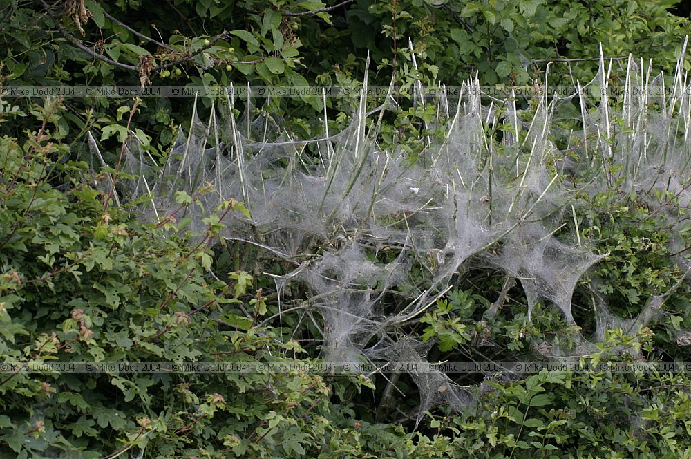 Yponomeuta web forming catterpillars OU meadow