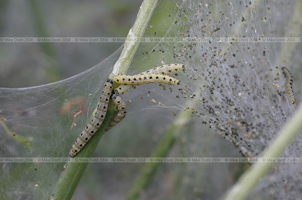 Yponomeuta web forming catterpillars OU meadow