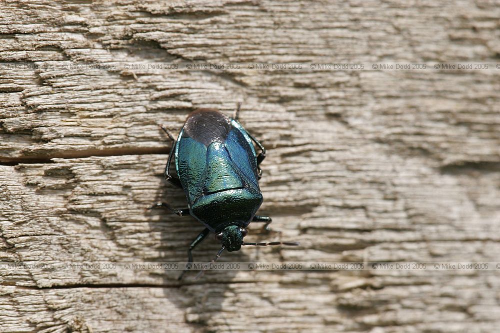 Zicrona caerulea Blue shieldbug