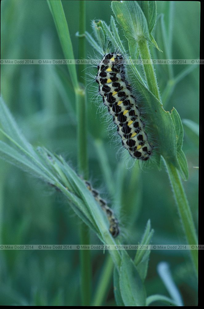 Burnet moth catterpillar Zygaena sp.