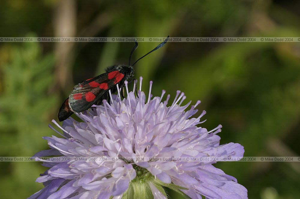 Zygaena filipendulae 6-spot burnet moth