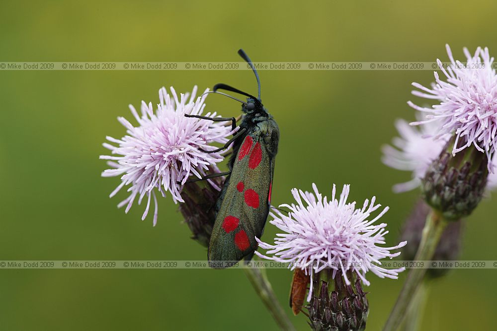 Zygaena filipendulae stephensi Six-spot Burnet