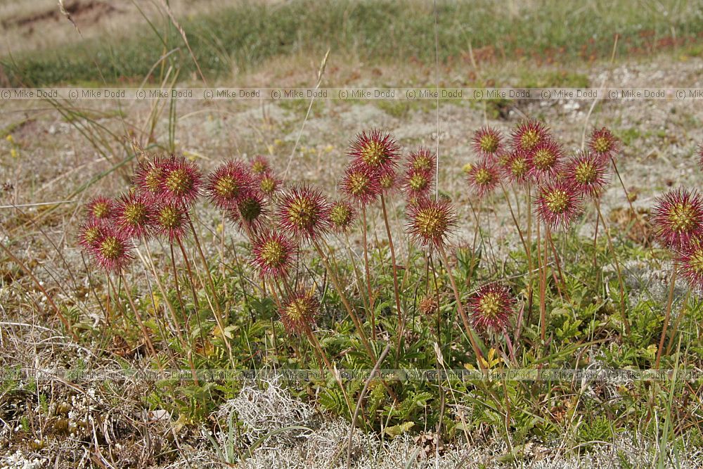 Acaena novae-zelandiae Pirri-pirri-bur