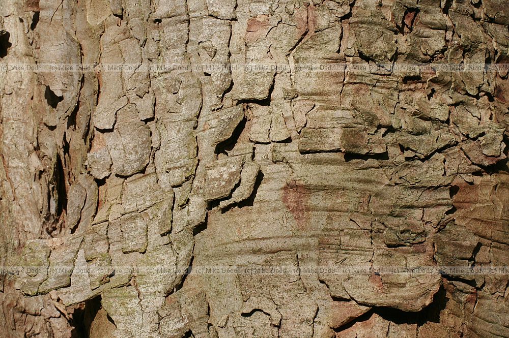 Acer pseudoplatanus Sycamore bark