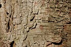 Acer pseudoplatanus Sycamore bark