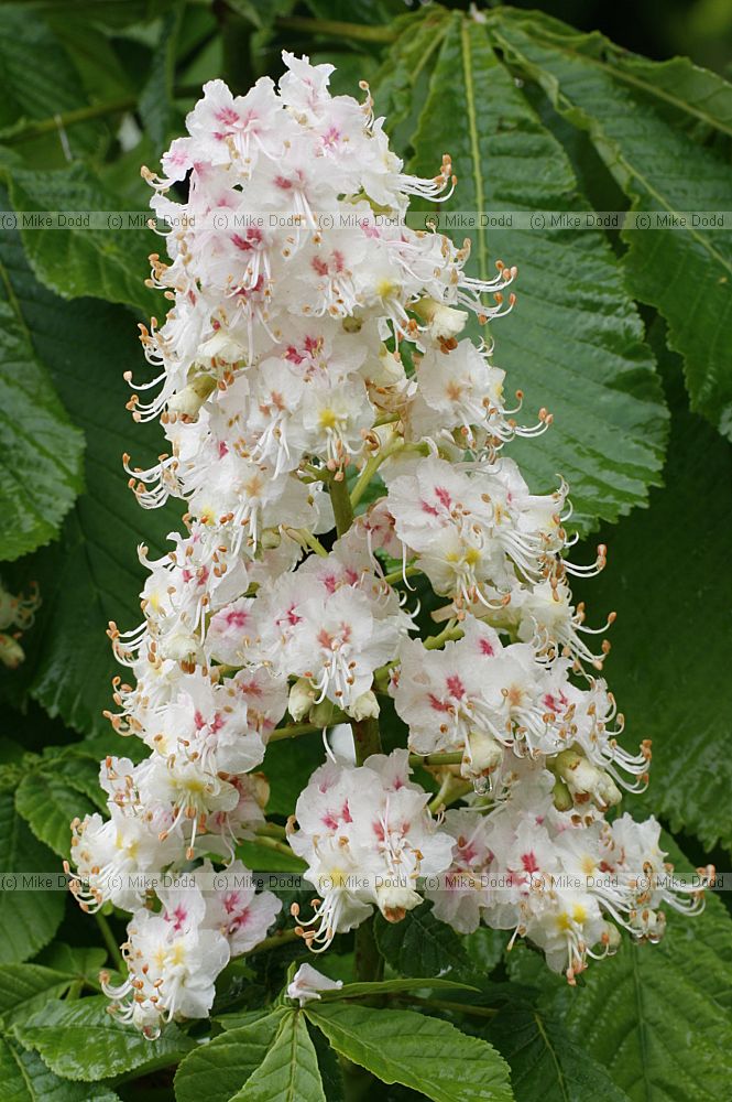 Aesculus hippocastanum Horse chestnut flower