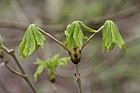 Aesculus hippocastanum Horse chestnut leaves emerging in spring