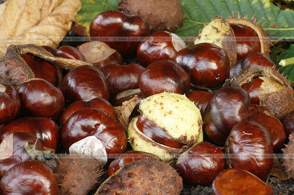 Aesculus hippocastanum Horse chestnut seeds called Conkers