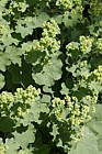 Alchemilla Lady's mantle outside Durham naturalist's trust visitor centre upper teesdale