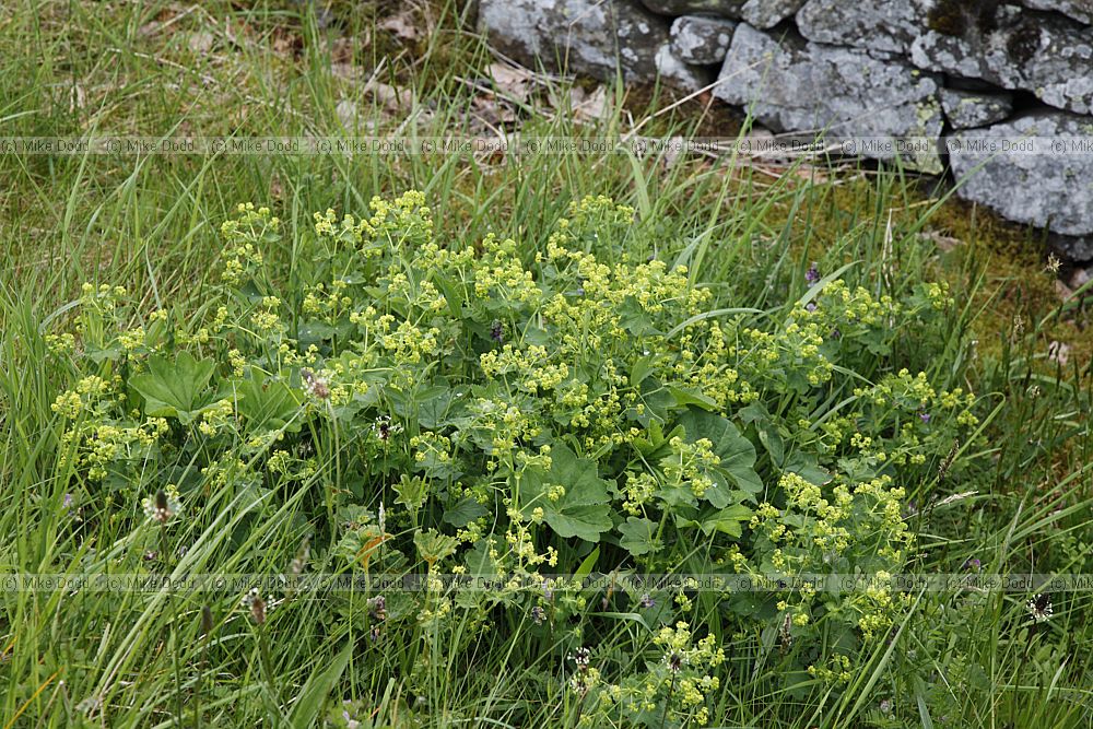 Alchemilla xanthochlora Pale Lady's mantle (check)