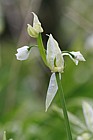 Allium paradoxum Few-flowered Garlic