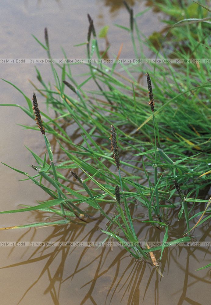 Alopecurus geniculatus Marsh Foxtail