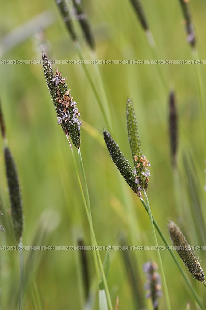 Alopecurus geniculatus Marsh Foxtail