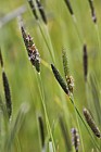 Alopecurus geniculatus Marsh Foxtail