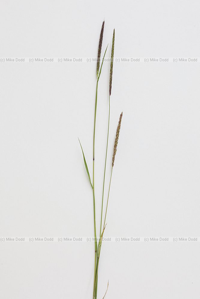 Alopecurus myosuroides Black Grass
