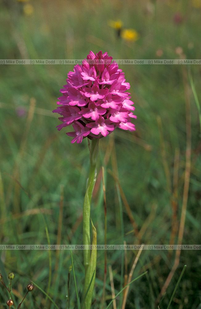 Anacamptis pyramidalis Pyramidal orchid