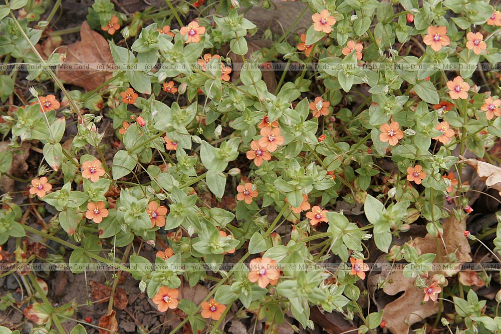 Anagallis arvensis Scarlet Pimpernel