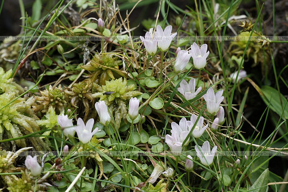 Anagallis tenella Bog Pimpernel