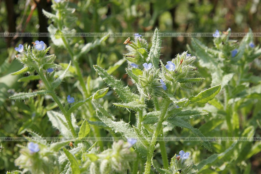 Anchusa arvensis Bugloss