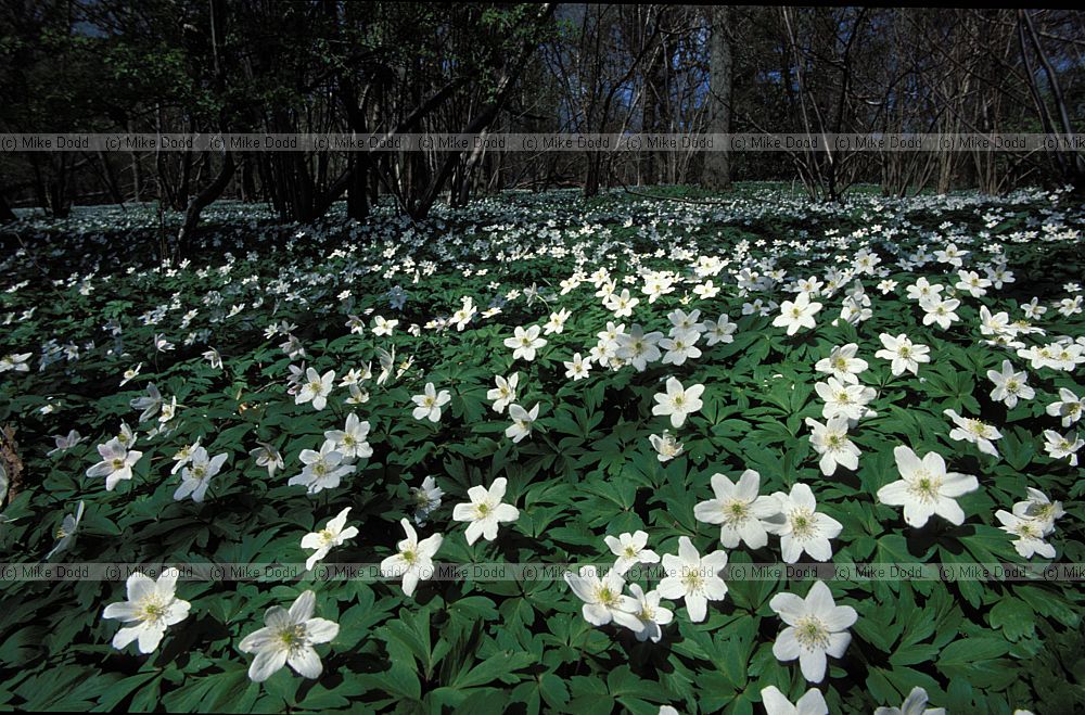 Anemone nemorosa Wood anemone