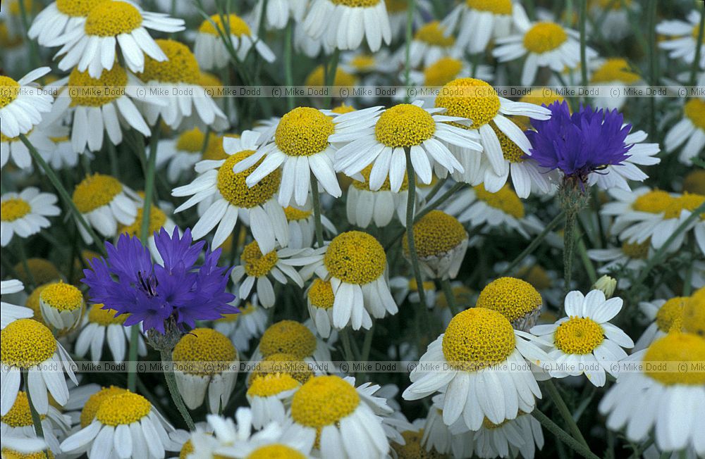 Anthemis arvensis Corn Chamomile