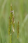 Anthoxanthum odoratum sweet vernal grass