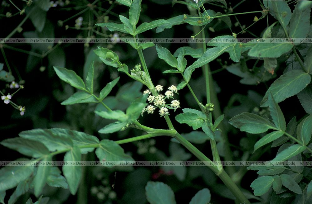 Apium nodiflorum Fool's Watercress