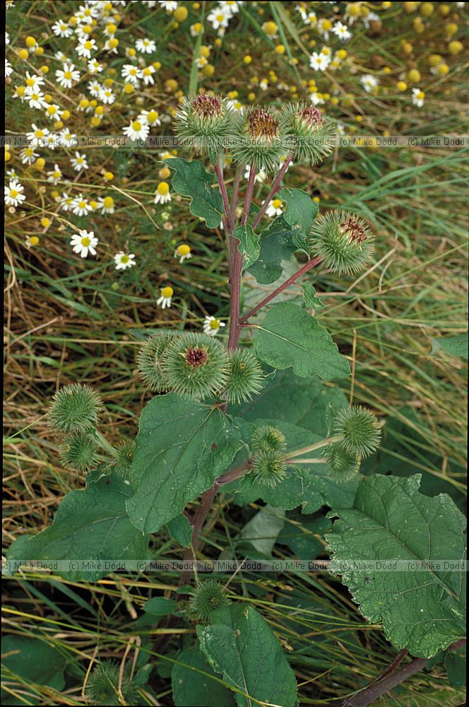 Arctium lappa Greater Burdock