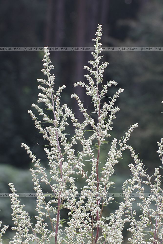 Artemisia vulgaris Mugwort