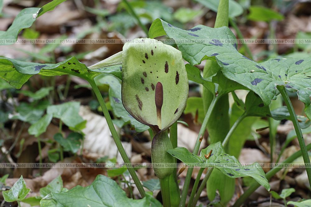 Arum maculatum Lords-and-Ladies