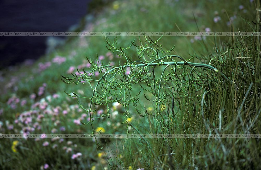 Asparagus officinalis Wild Aparagus