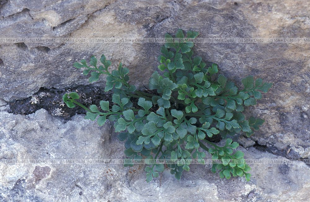 Asplenium ruta-muraria Wall-rue