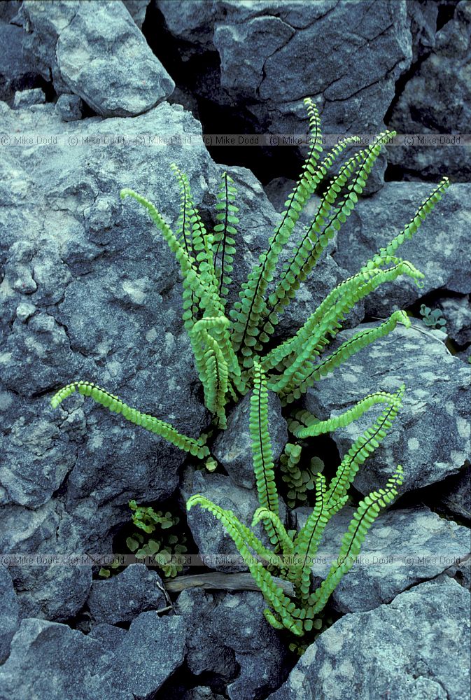 Asplenium trichomanes Maidenhiar Spleenwort