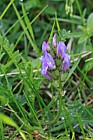 Astragalus danicus Purple Milk-vetch
