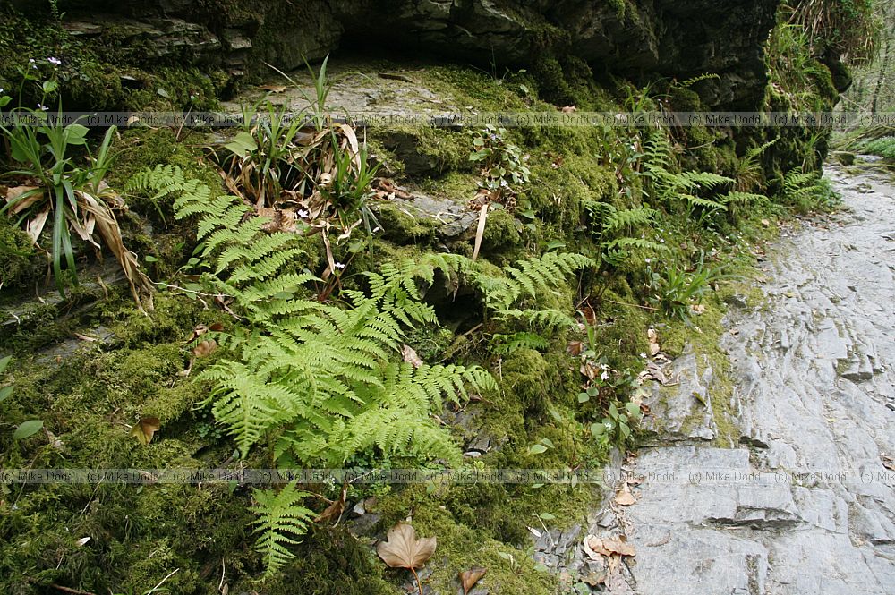 Athyrium filix-femina Lady fern