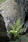 Athyrium filix-femina Lady fern (probably)