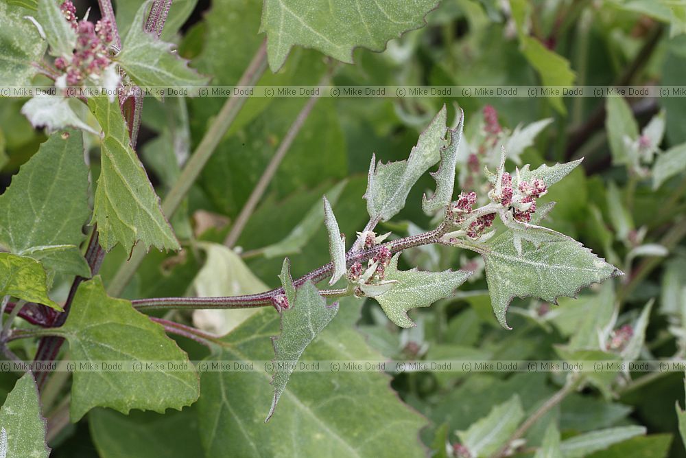 Atriplex glabriuscula Babington's Orache (?)