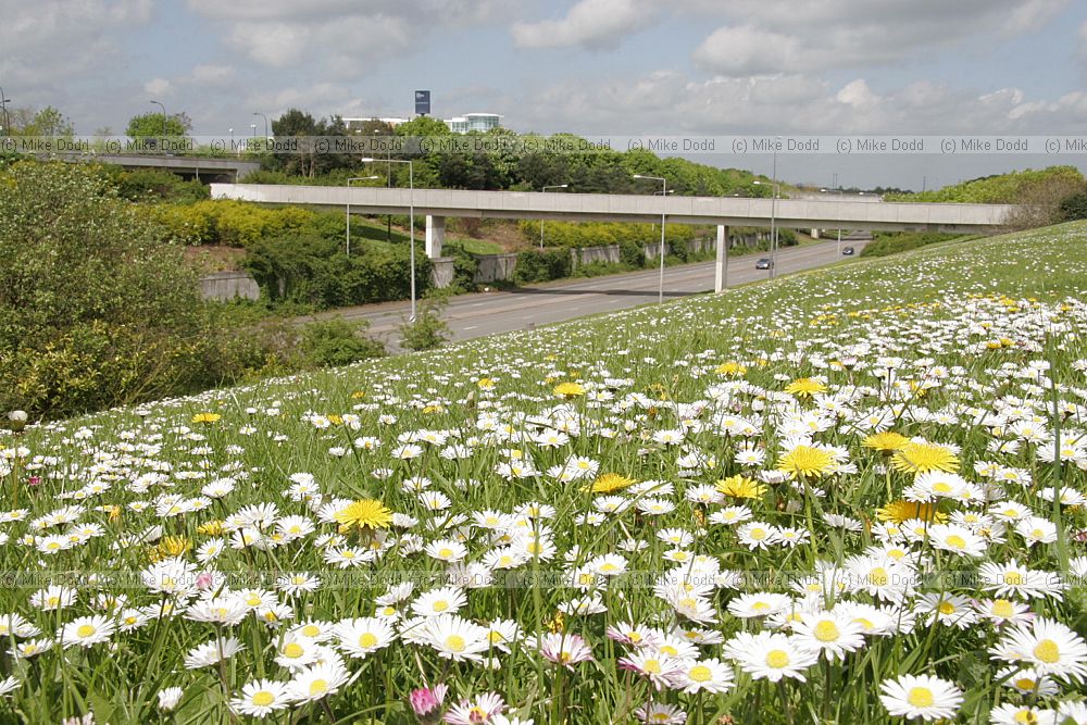 Bellis perennis Daisys and Dandilions in central Milton Keynes