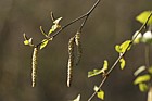 Betula pendula Silver birch male and female catkins