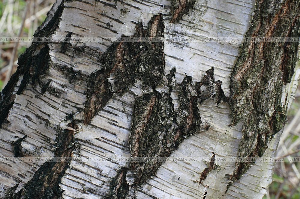 Betula pendula Silver birch bark