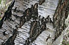 Betula pendula Silver birch bark