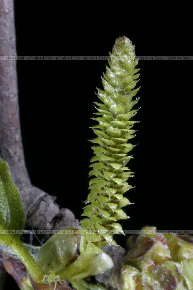 Betula pendula Silver birch female flowers