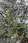 Betula pubescens Downy Birch