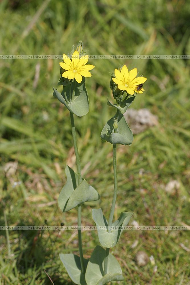 Blackstonia perfoliata Yellow-wort