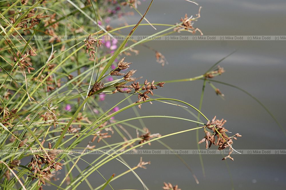 Bolboschoenus maritimus Sea Club-rush?? possibly a hybrid as very unusual flower head arrangement.  Perhaps hybrid between common and triangular club rush giving Scirpus x carinatus