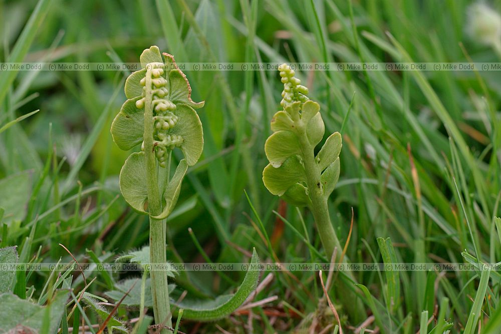 Botrychium lunaria Moonwort