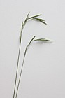 Brachypodium pinnatum Tor Grass