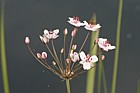 Butomus umbellatus Flowering rush