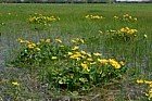 Caltha palustris Marsh-marigold or King Cup