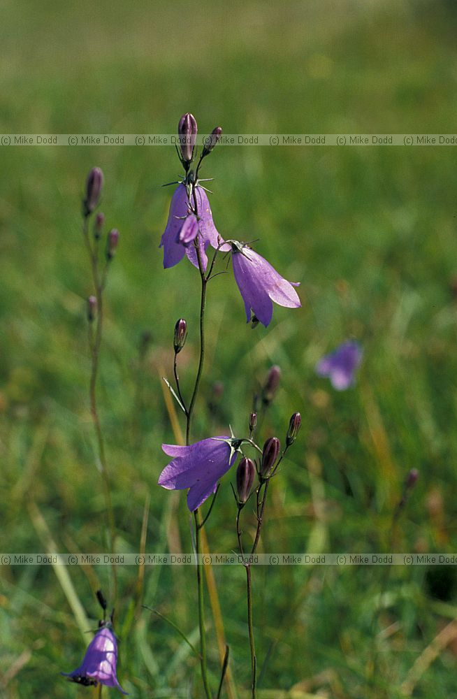 Campanula rotundifolia Harebell